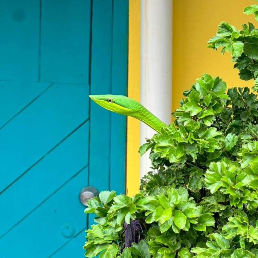 Casa Marbella Villa Tortuguero Eksteriør billede