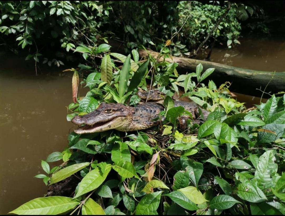 Casa Marbella Villa Tortuguero Eksteriør billede