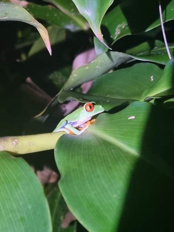 Casa Marbella Villa Tortuguero Eksteriør billede