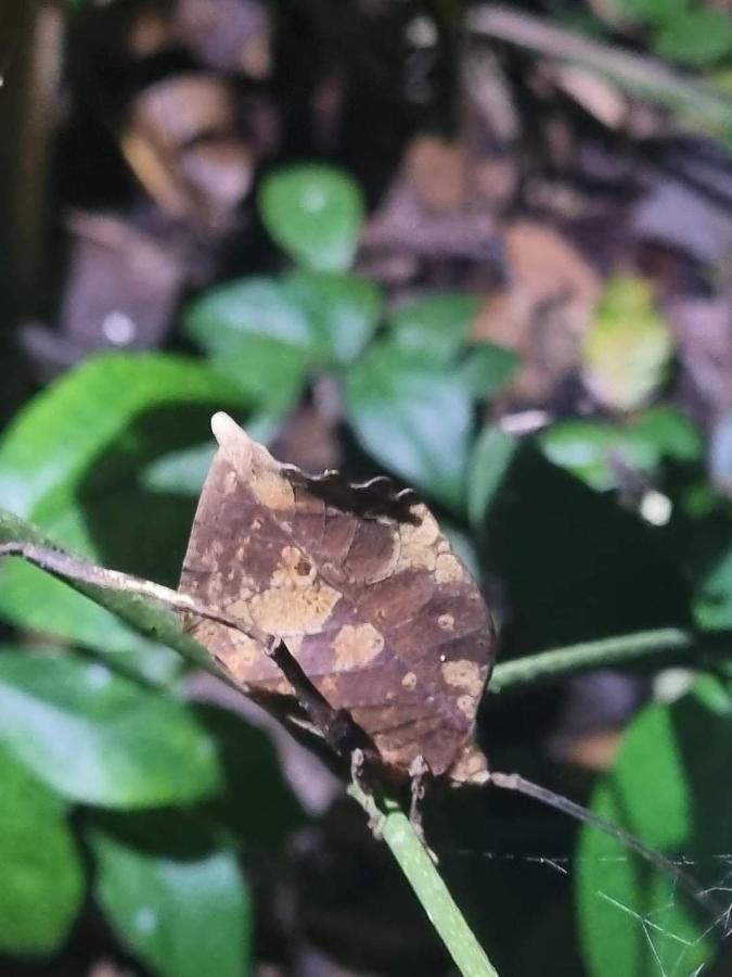 Casa Marbella Villa Tortuguero Eksteriør billede