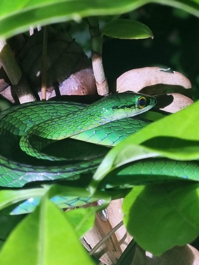 Casa Marbella Villa Tortuguero Eksteriør billede